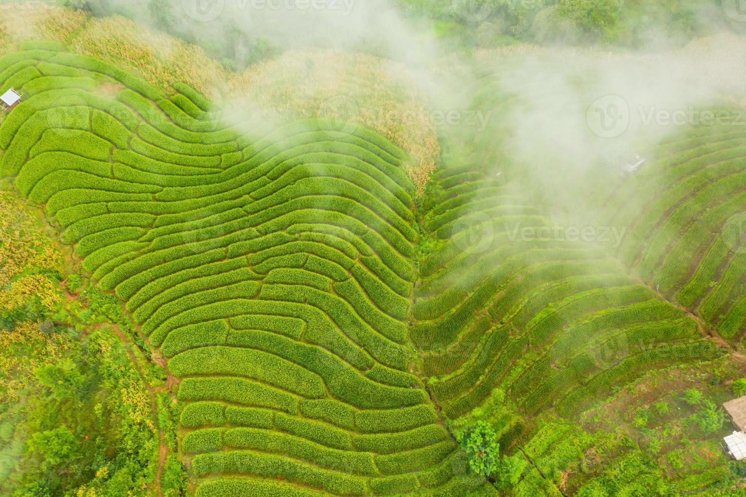 vista aérea dos verdes arrozais em socalcos foto