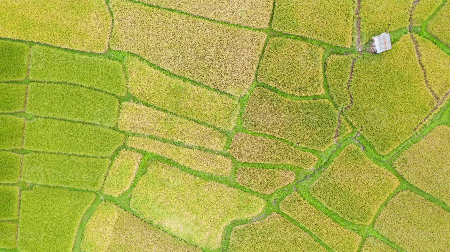 vista aérea do campo de arroz verde e amarelo foto