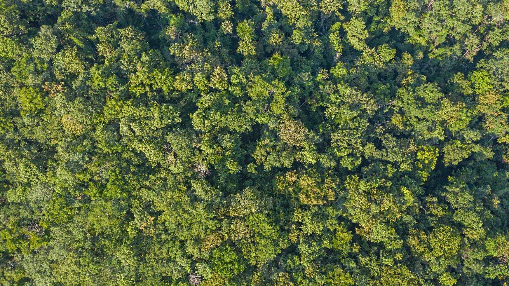 vista superior aérea da textura da floresta vista de cima foto