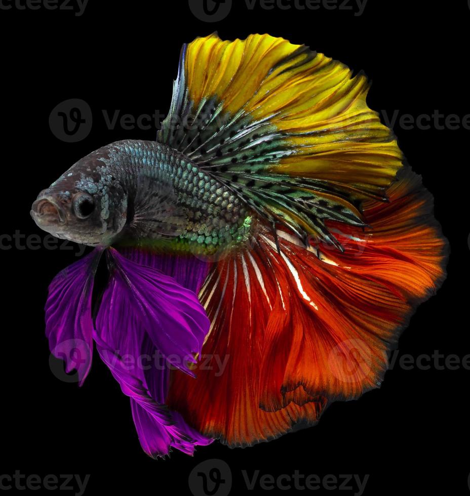 rítmico do colorida betta peixe, lindo movimento do siamês brigando peixe, betta esplendor, verde vermelho amarelo e roxa meia-lua betta do Tailândia isolado em Preto fundo. foto