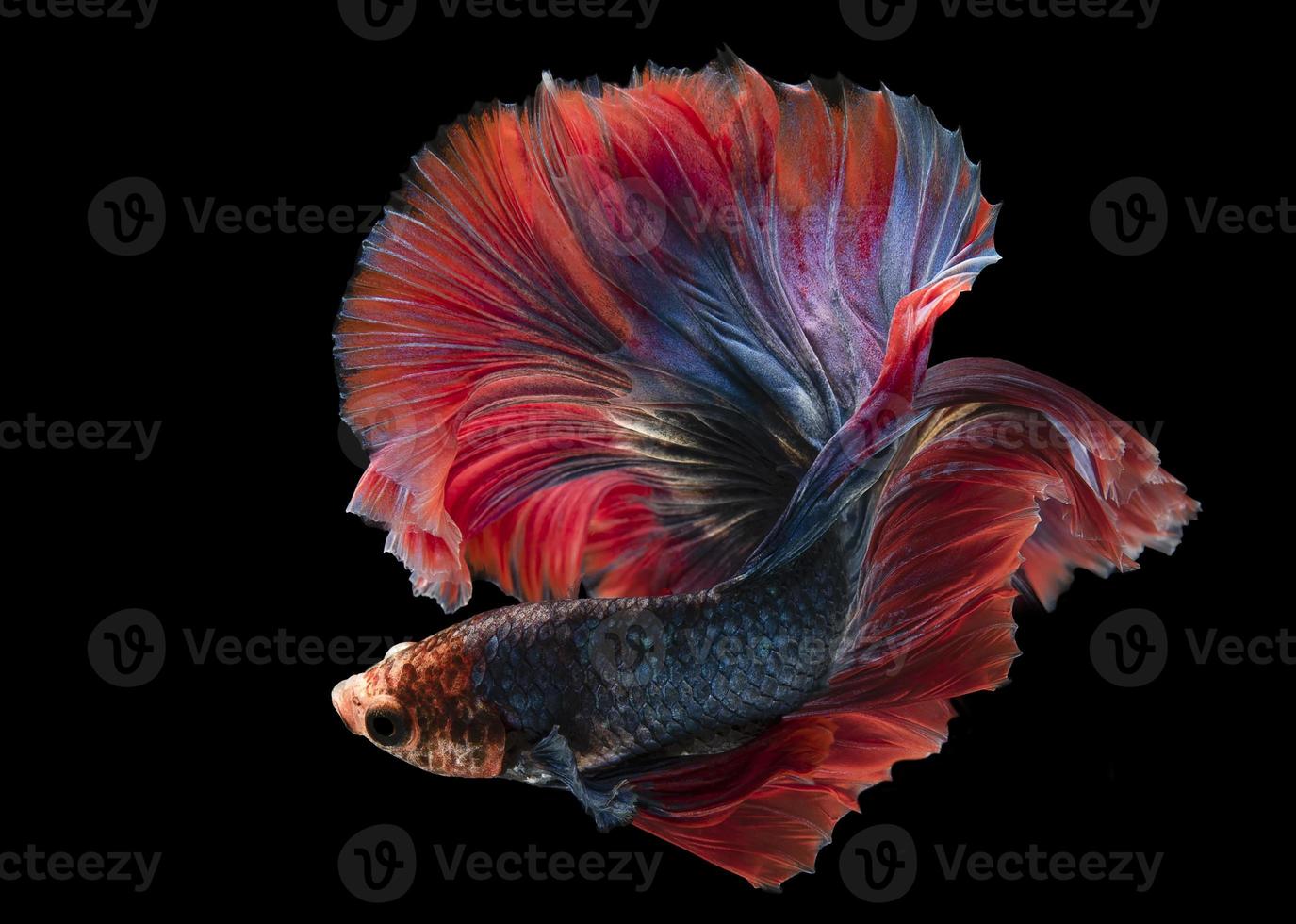 lindo profundo azul betta peixe brilhante vermelho barbatanas nada belas e misterioso às a mesmo Tempo em Preto fundo. foto