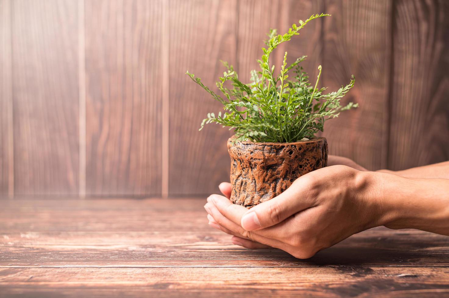 mão segurando um vaso de planta foto