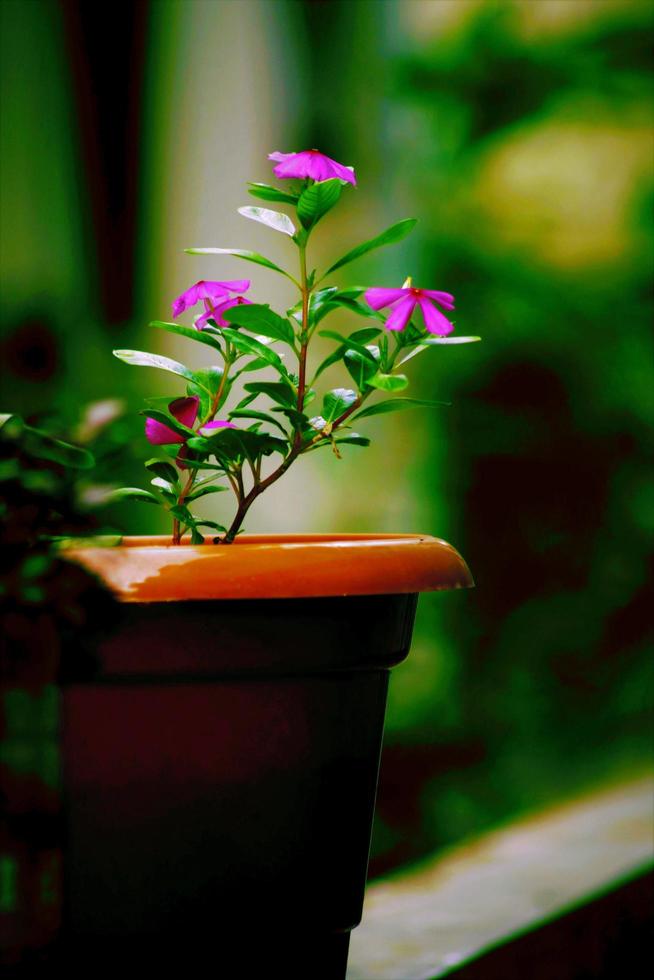 lindo meio-dia tara flor foto