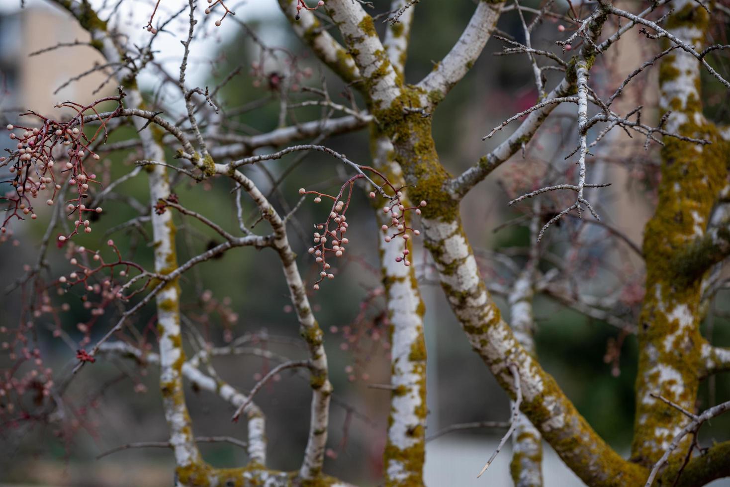 fruta melia durante a chuva foto