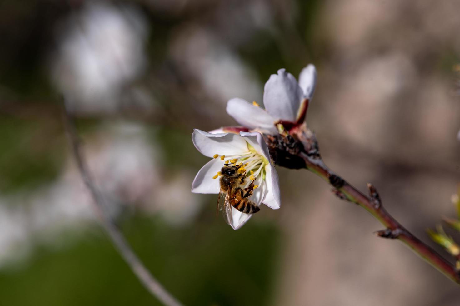 abelha em flor de amendoeira foto