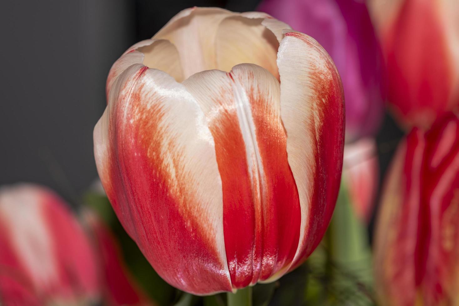 tulipa vermelha no campo foto