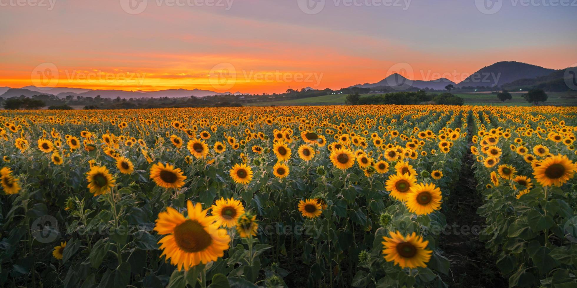 flores de girassol florescendo no campo ao pôr do sol foto