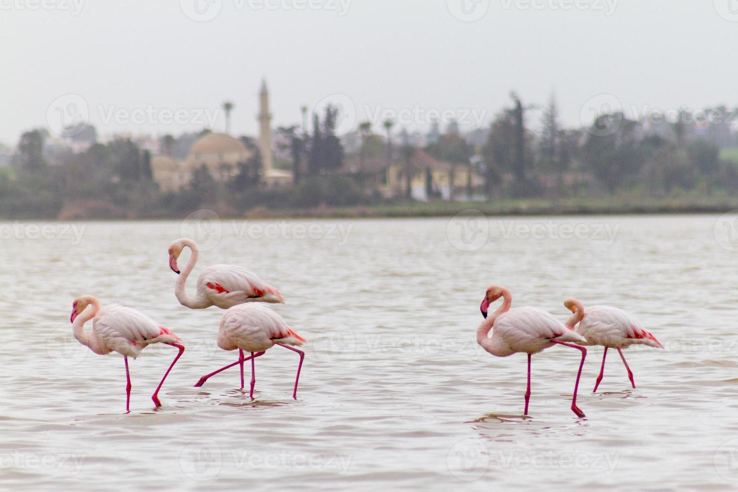 Flamingos ambulantes no Lago Salgado de Larnaca, Chipre foto