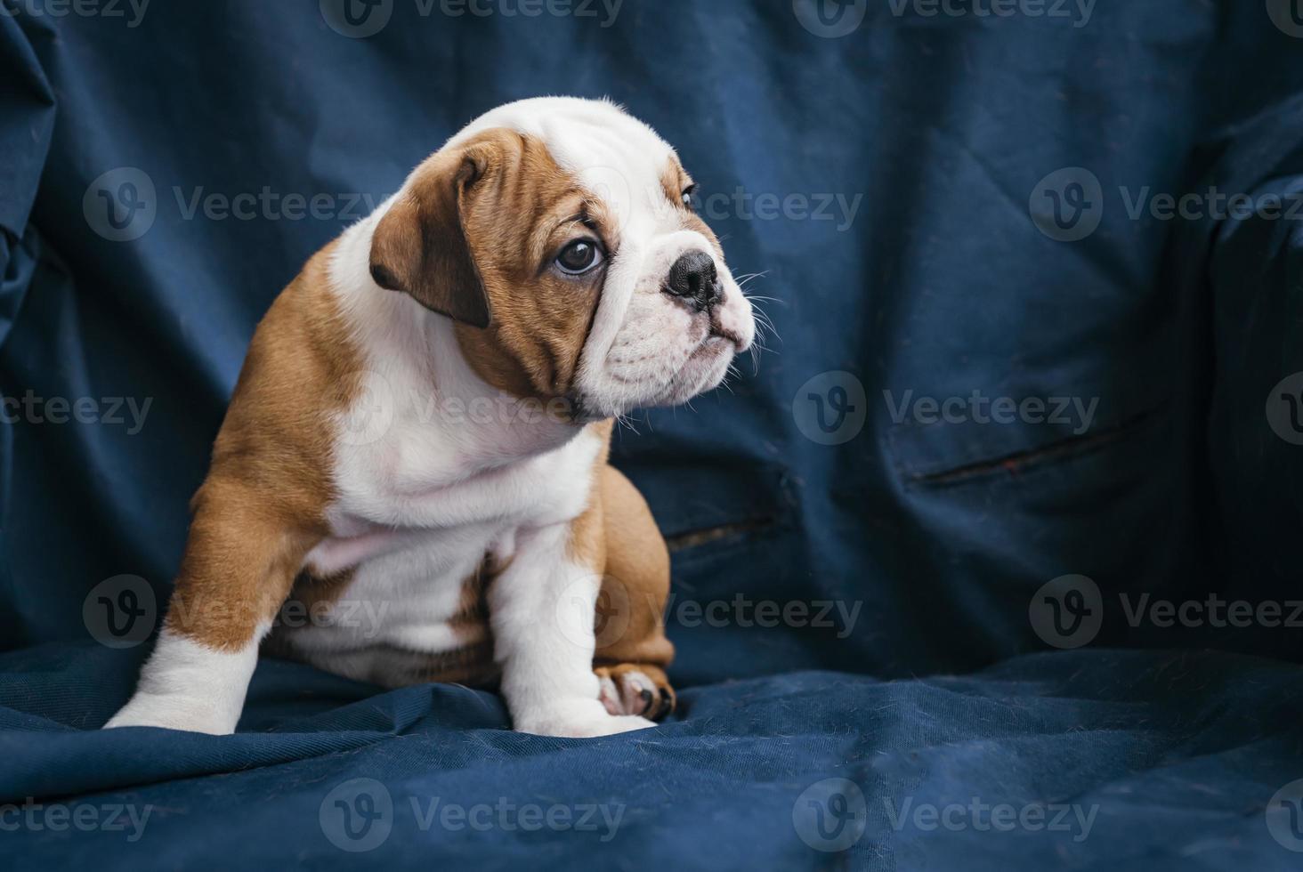 cachorrinho bulldog inglês foto