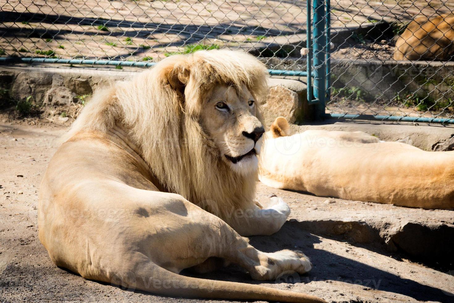 branco leão dentro jardim zoológico foto