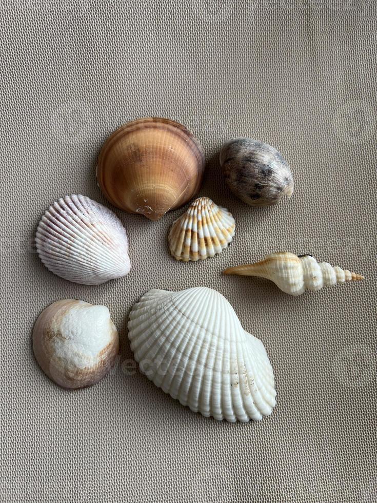 lindo conchas do mar em a textura foto