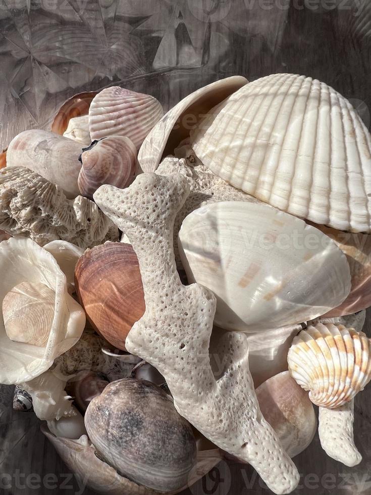 conchas do mar em a textura fundo foto