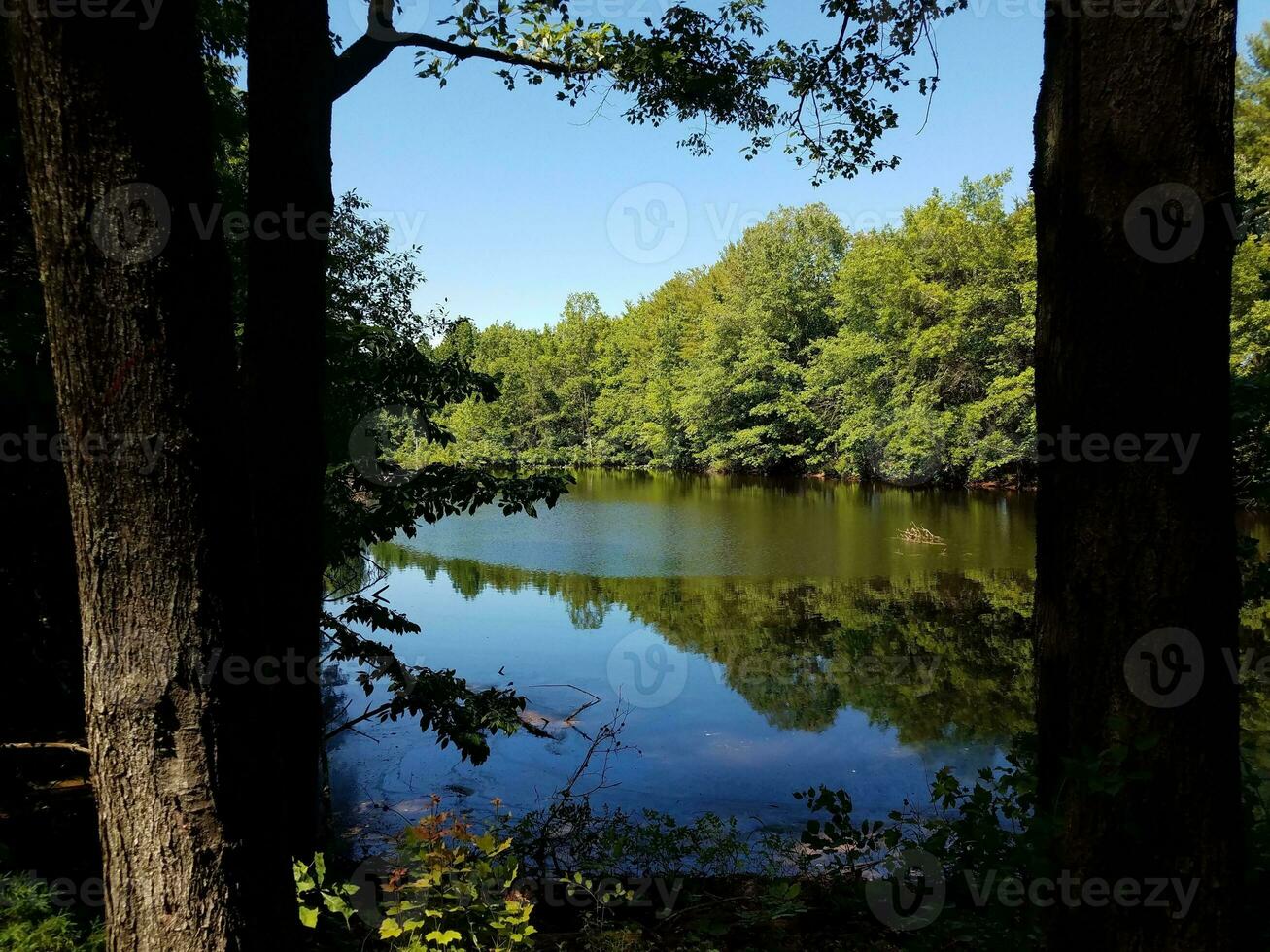 reflexivo lago ou lagoa água com árvores dentro floresta foto