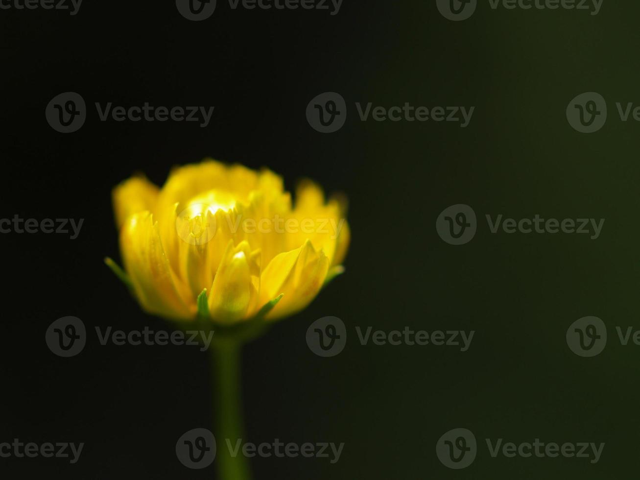 brilhante amarelo flor em Sombrio fundo abstrato foto