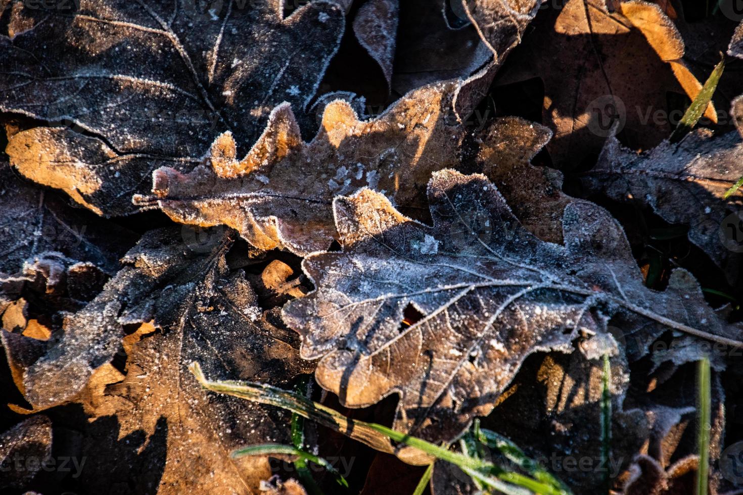 outono fundo em uma gelado inverno dia, com geada em carvalho folhas aceso de a Sol foto