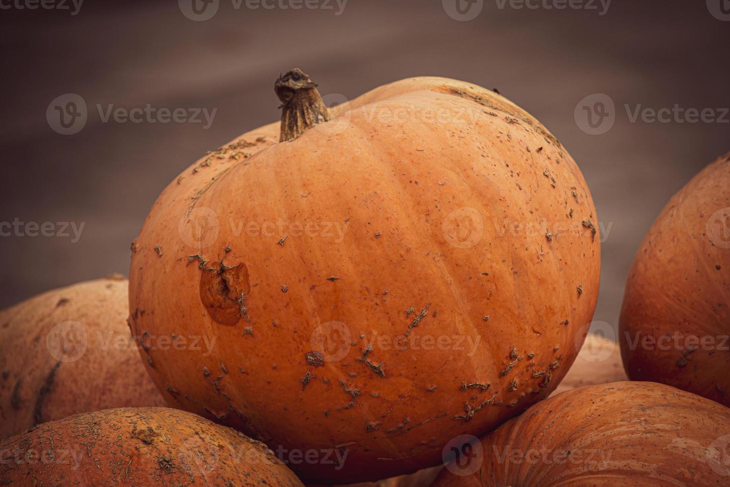 laranja outono fresco abóbora deitado ao ar livre Como uma decoração foto