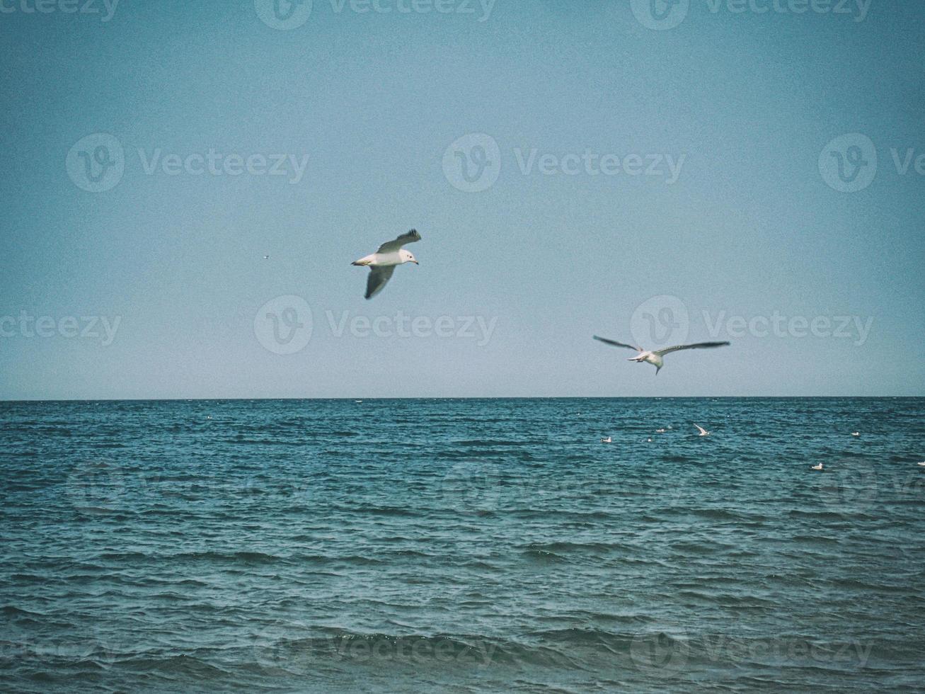 verão feriado panorama com azul mar água e céu e uma vôo gaivota em uma caloroso dia foto