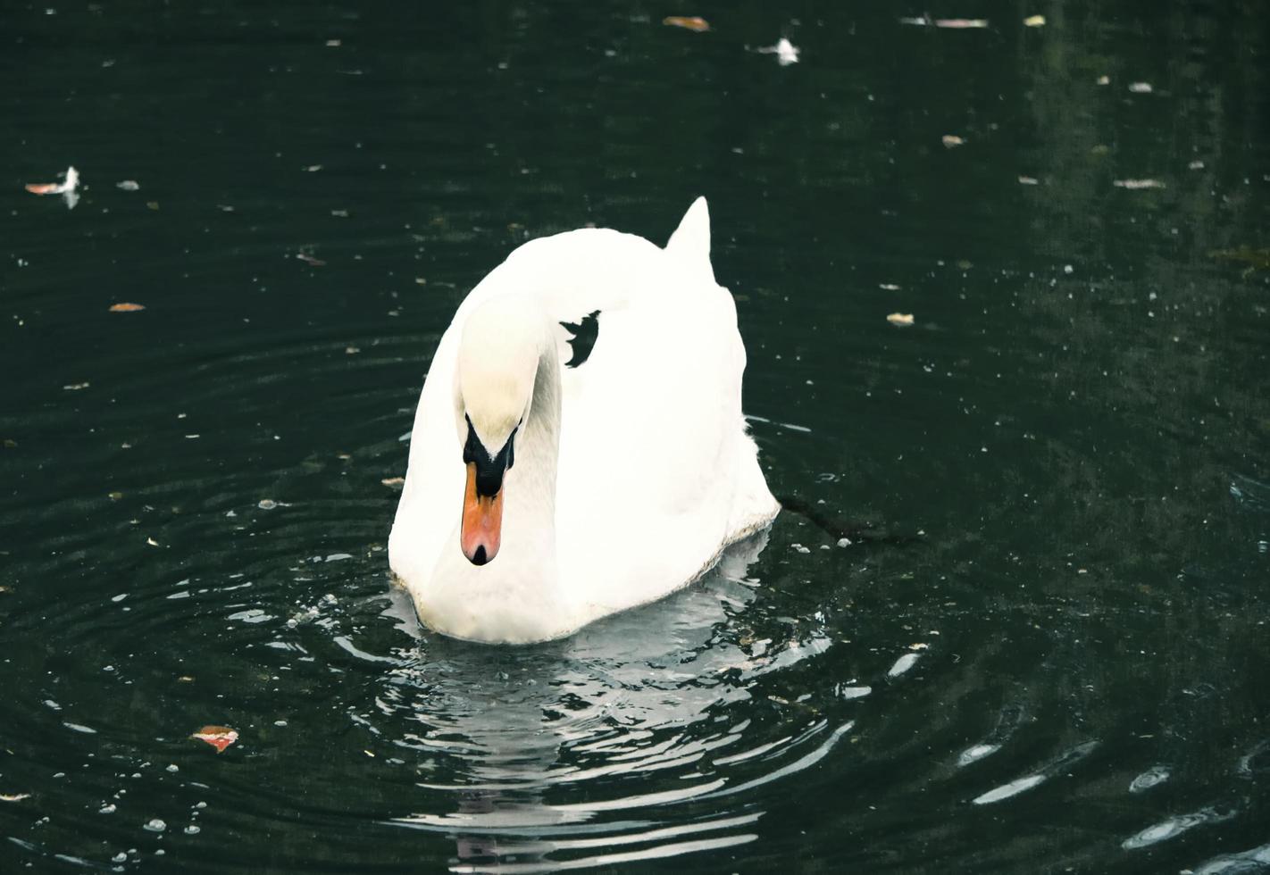 cisne branco em um fundo escuro de lago foto