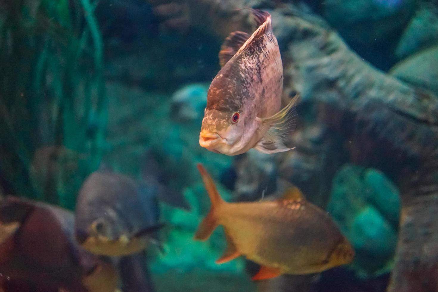 peixes do oceano em um grande aquário de algas e peixes de outras espécies foto