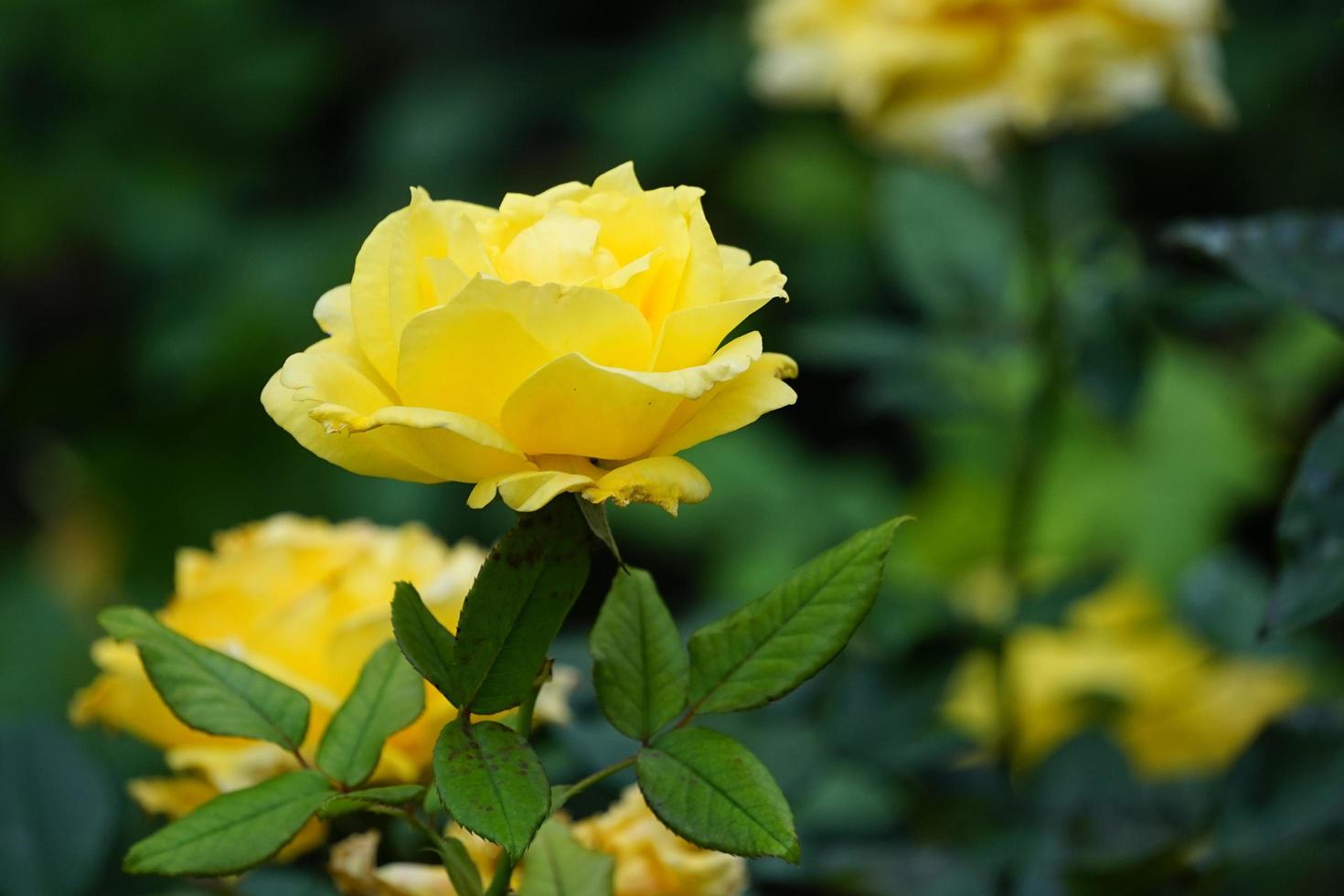 rosas de jardim brilhantes em fundo verde dia de verão foto