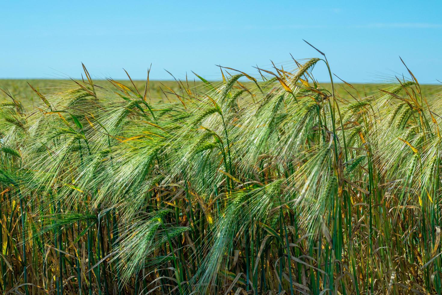 campo de trigo. campo agrícola com diferentes variedades de trigo foto