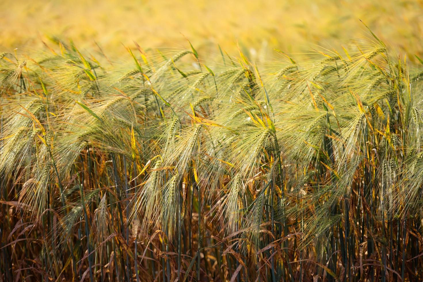 campo de trigo. campo agrícola com diferentes variedades de trigo foto
