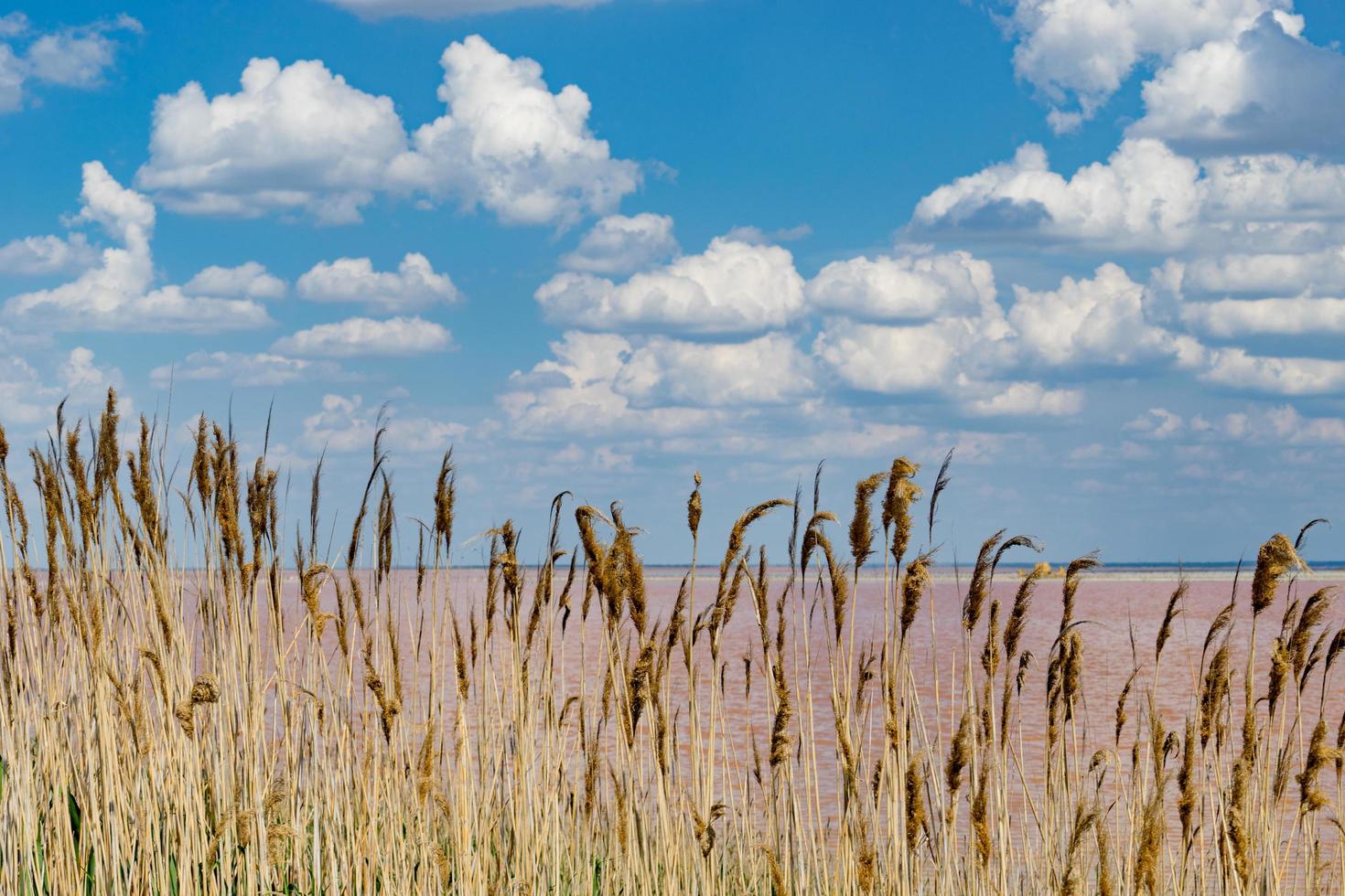 paisagem natural com juncos no fundo de um sivash de lago de sal rosa. foto