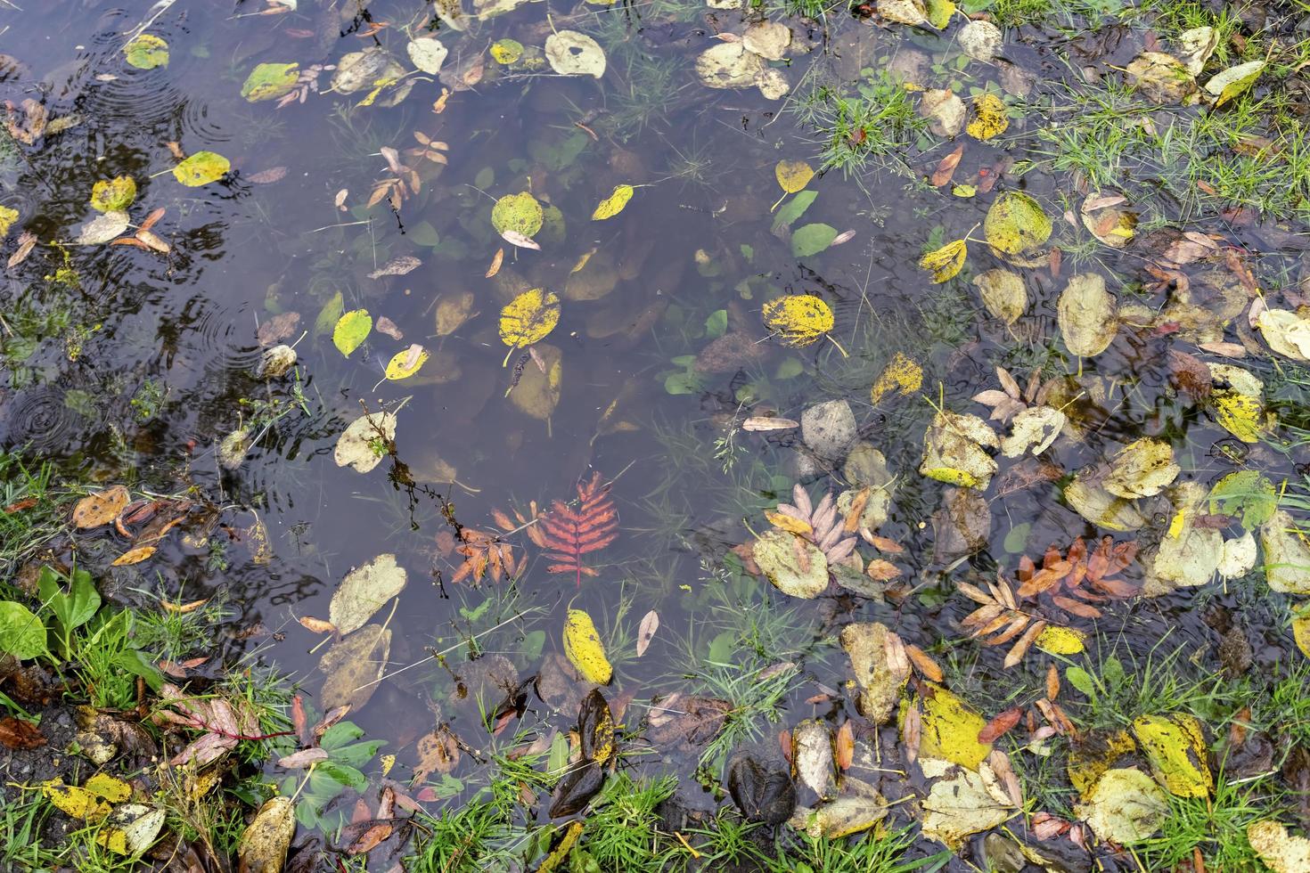 fundo natural com uma poça d'água e folhas de outono foto