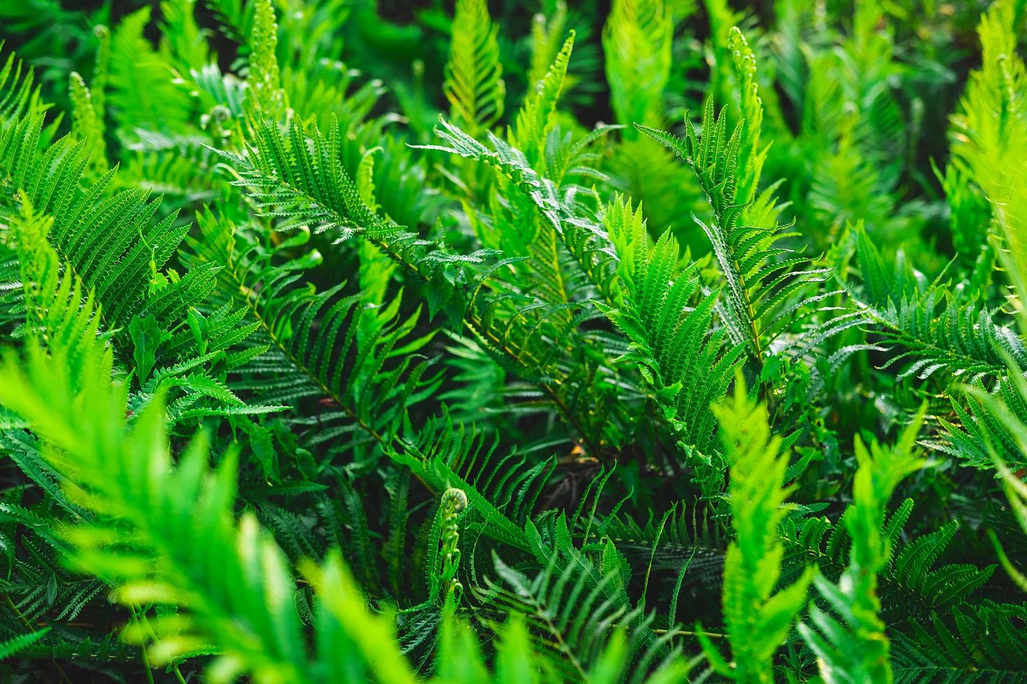 jardim de samambaias e fundo de árvore de samambaia foto