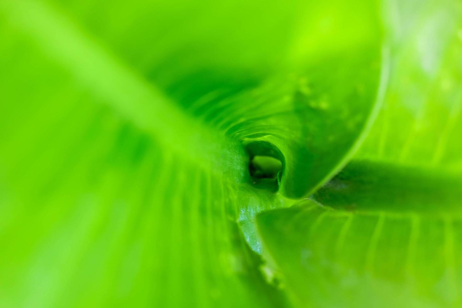 folha enrolada e folha verde background.close-up foto