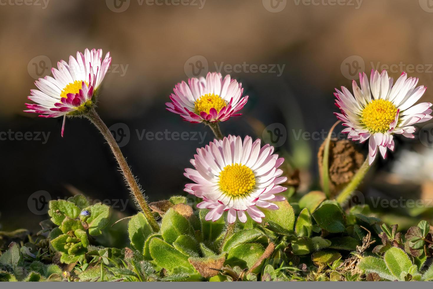 foto macro de um grupo de margaridas brancas vermelhas na grama