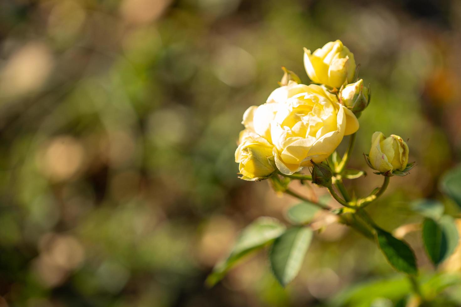 linda rosa amarela sobre um fundo desfocado. foto