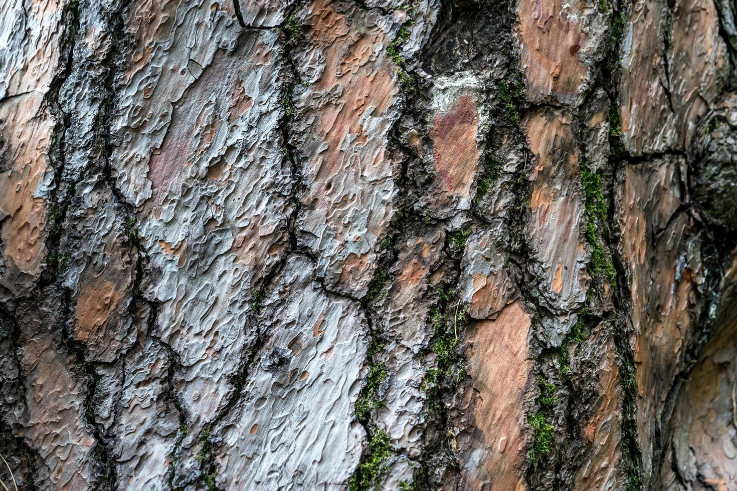 textura natural casca de pinheiro em relevo foto