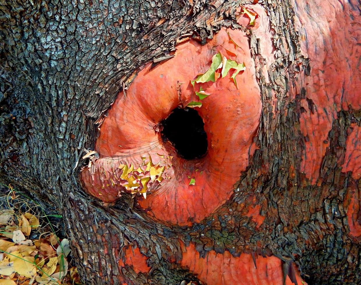 buraco do tronco - a base de uma grande árvore madrone - rec. do estado de casey. site - mcleod, ou foto