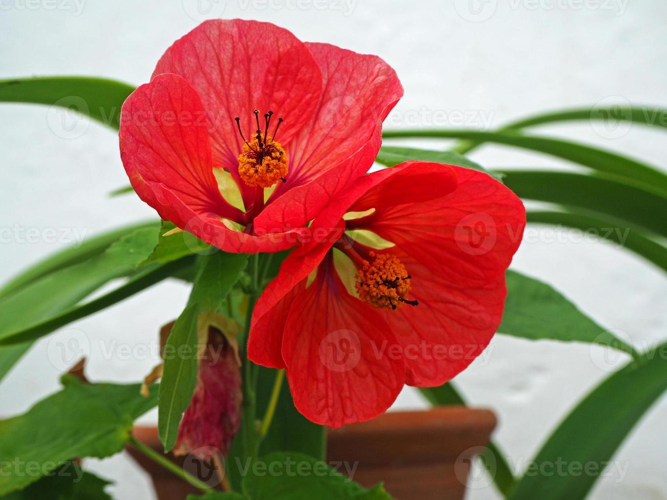 lindas flores de abutilon vermelho brilhante com um fundo branco foto