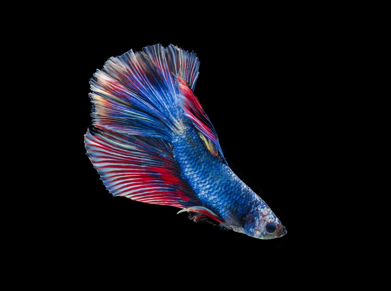 Betta-siamês lutador de peixes com belas cores em fundo preto foto