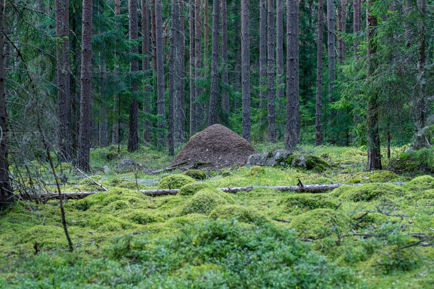 formigueiro no meio de uma floresta de pinheiros verdes foto