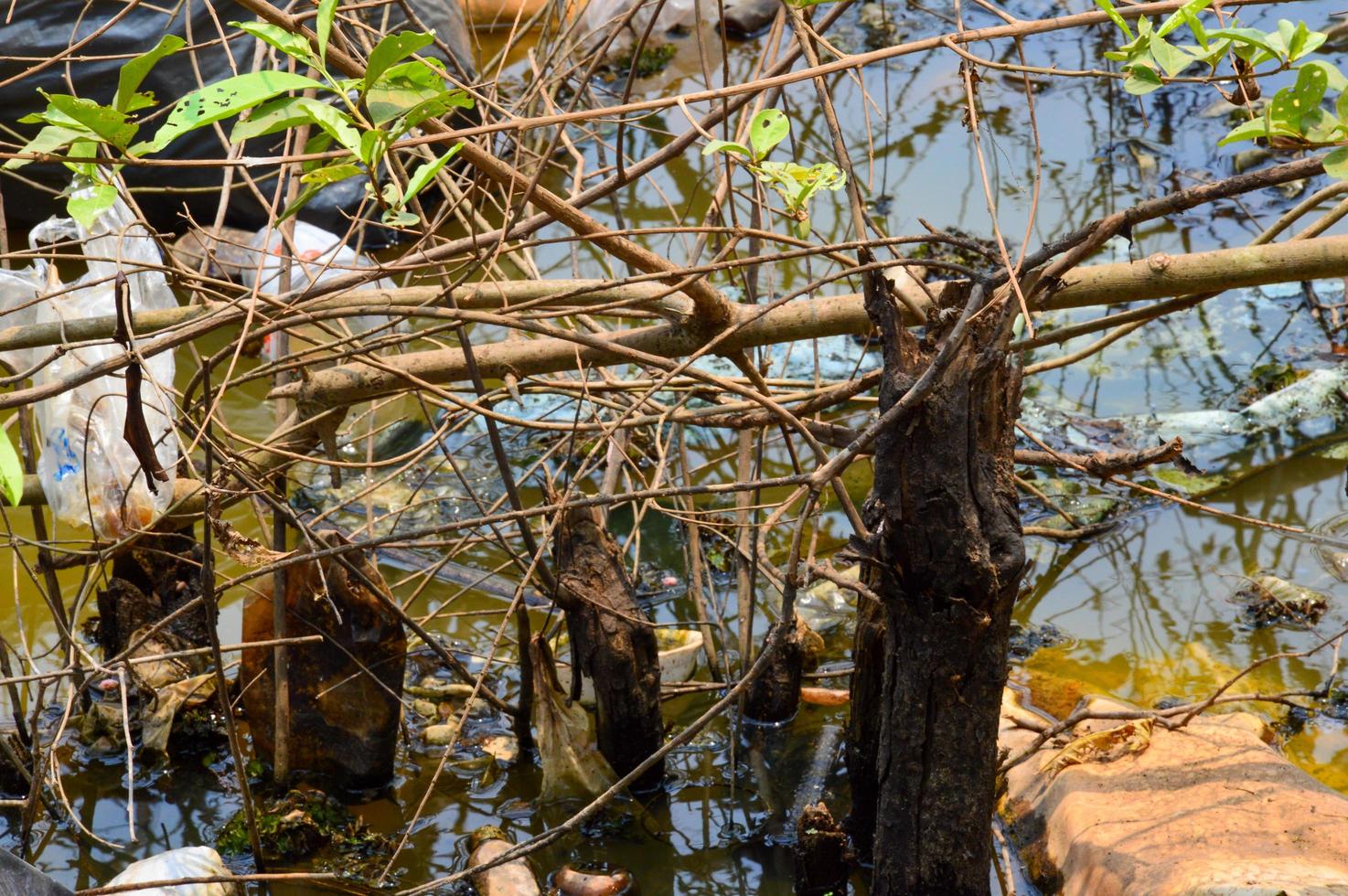 plástico desperdício dentro a água floresta água poluição plástico desperdício ecologia global aquecimento foto