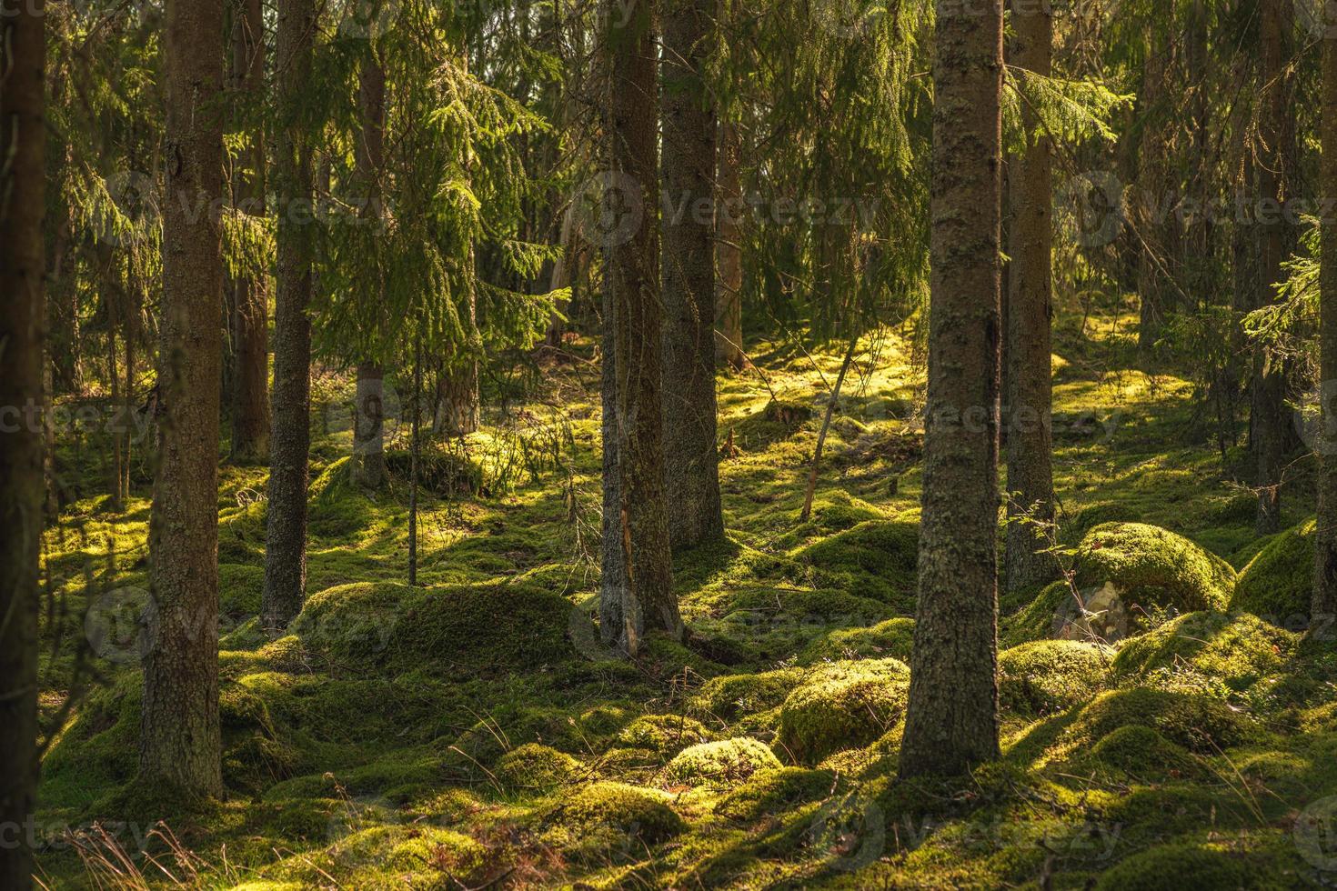 bela floresta de pinheiros e abetos na Suécia foto