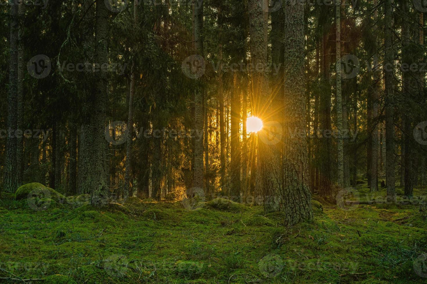floresta de pinheiros e abetos com sol poente foto