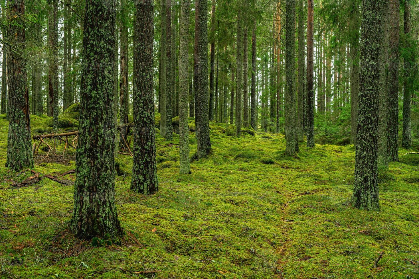bela floresta de pinheiros e abetos com musgo no solo foto