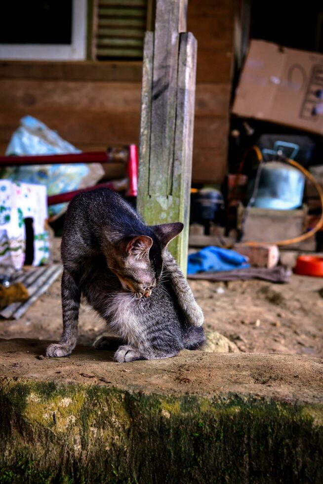 uma rua doméstico gatinho jogando foto