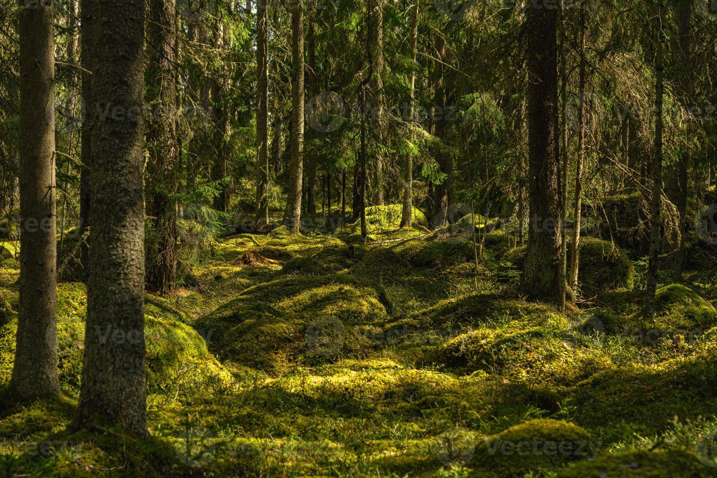 nas profundezas de uma floresta cultivada selvagem na Suécia foto