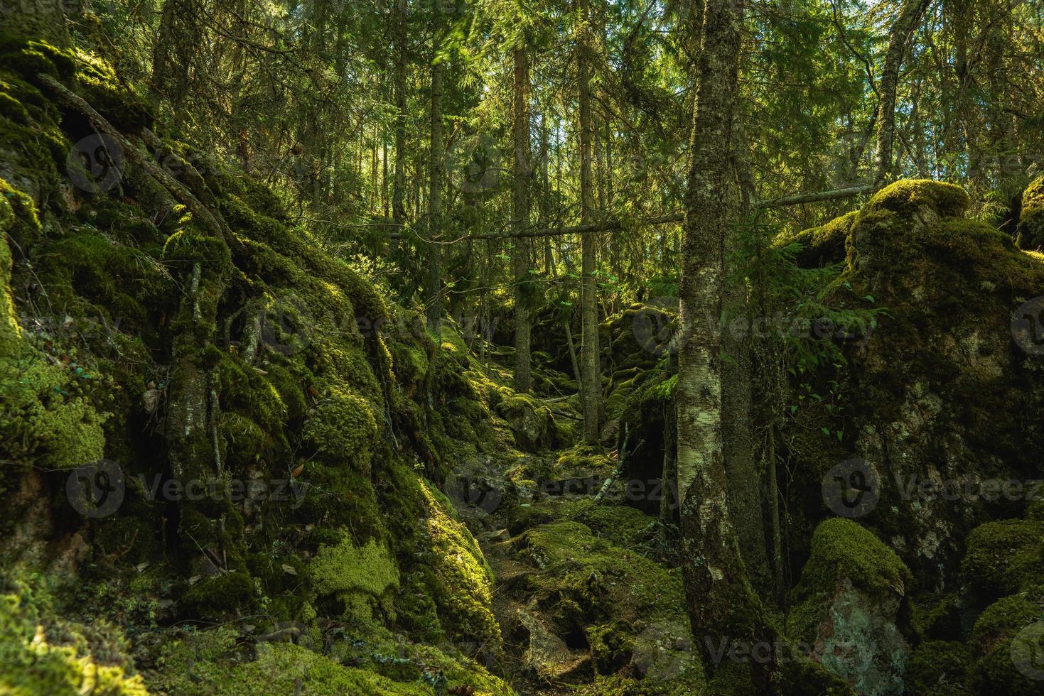 floresta selvagem cultivada em uma montanha na Suécia foto