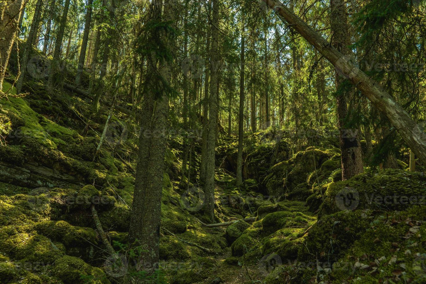 floresta selvagem cultivada em uma encosta de montanha na Suécia foto