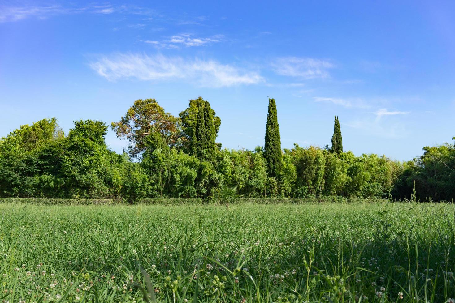 paisagem natural com árvores e árvores verdes foto