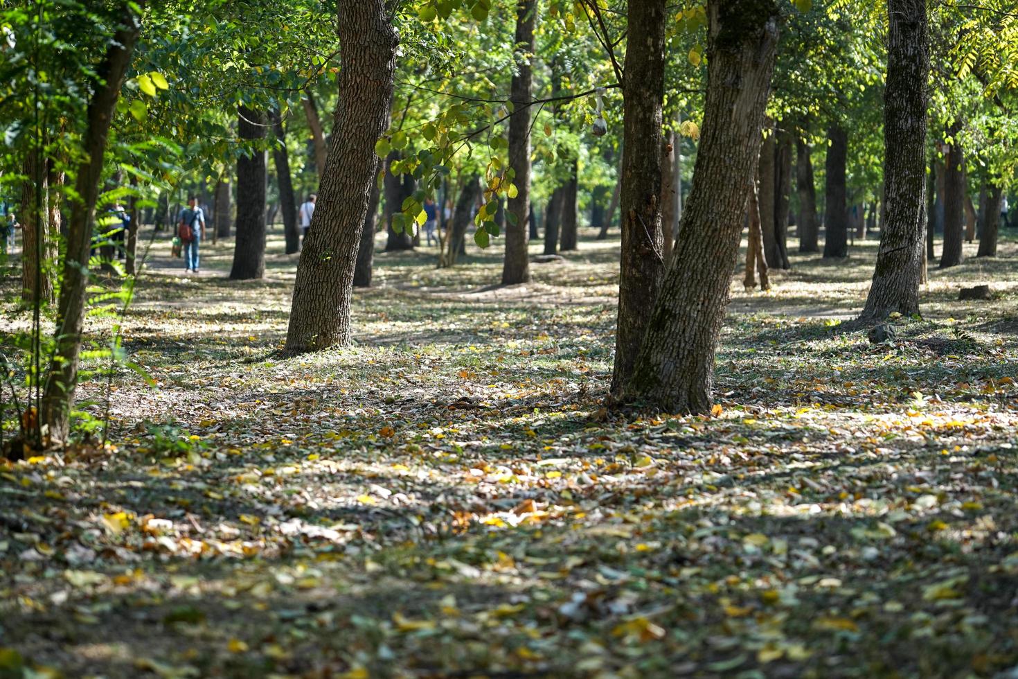 árvores no parque outono com pessoas andando no fundo desfocado foto