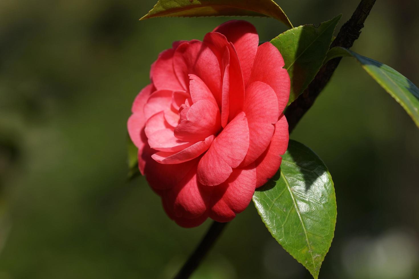 linda flor de camélia rosa foto
