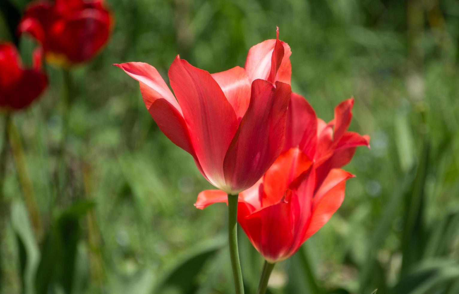 fundo natural com tulipas no canteiro de flores foto