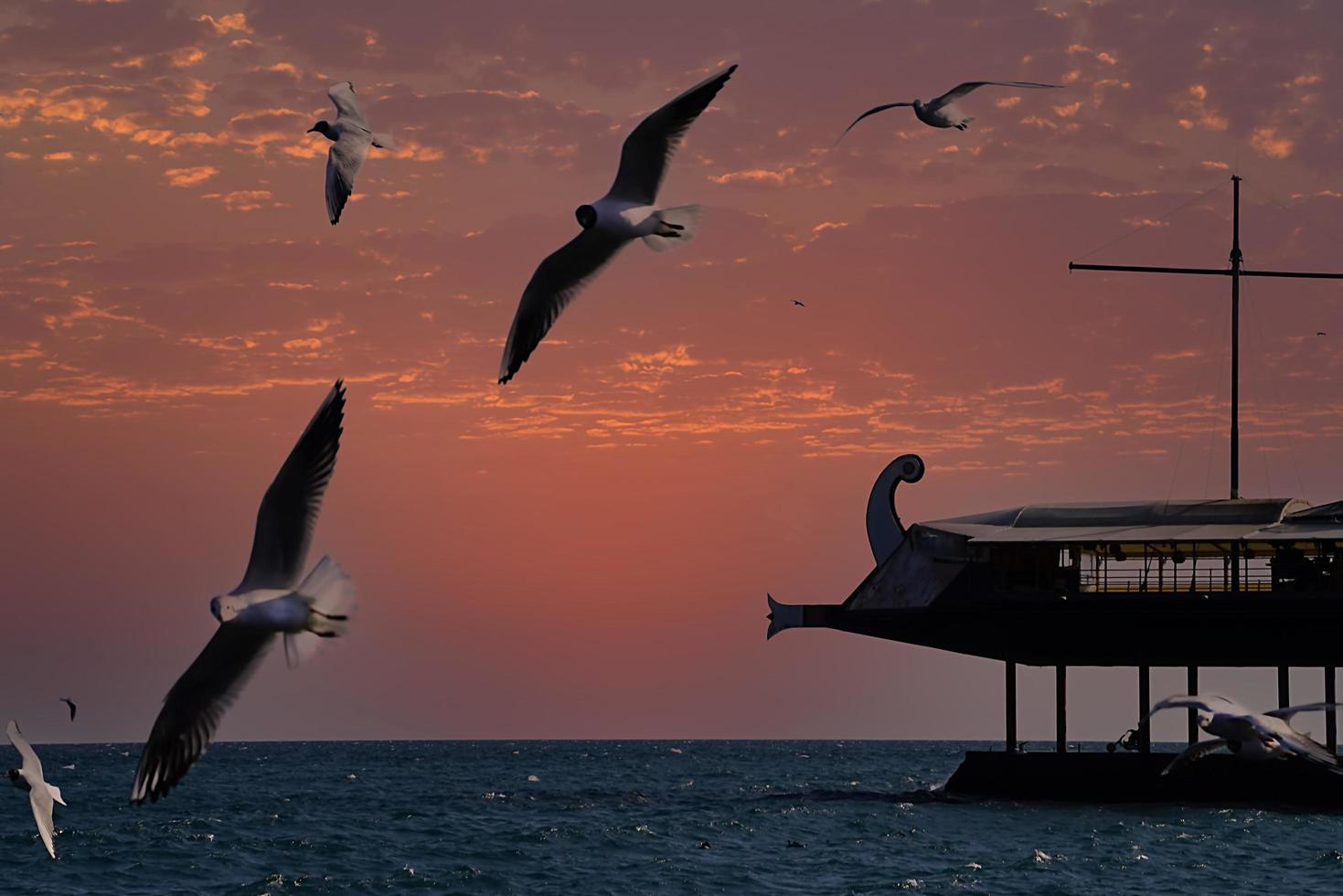 pôr do sol sobre o mar e gaivotas em yalta criméia foto